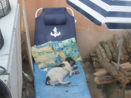 mon jack russel